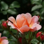 みしまバラ園芸