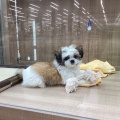 チワシーズ