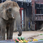 媛ちゃんの19歳のお誕生会♪ (2)