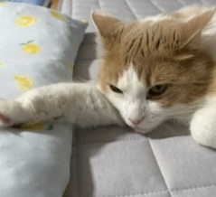接触冷感ラグをぐちゃぐちゃにした容疑猫は誰だ？