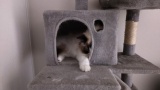 うちの猫をみてくれ（※画像あり）