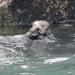 爬虫類・両性類・エキゾまとめ　Reptie