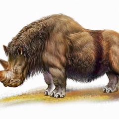 14400年前に繁栄した「ケブカサイ」のゲノムを解読