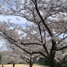 岡本桜回廊を巡るお花見ハイクイベント