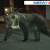 【画像】札幌の住宅街にまたヒグマ出没　試されすぎだろこの大地… 	