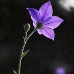  Seven Genenration Sustainability