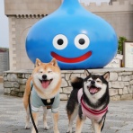 豆柴麦うた日記