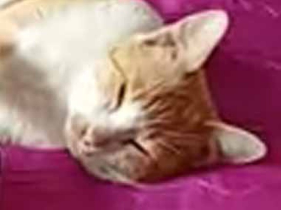 【ネコの手を借りてみた】 少年が寝転んでスマホを見ていた。ちょうどいい♪ → 猫はこんな様子です…