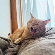 猫が慢性腎臓病ステージ3と言われたのに数値が正常に戻った話【前編】