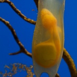 【閲覧注意】神秘的だが気持ち悪い…滅多に見ない生物の『卵』