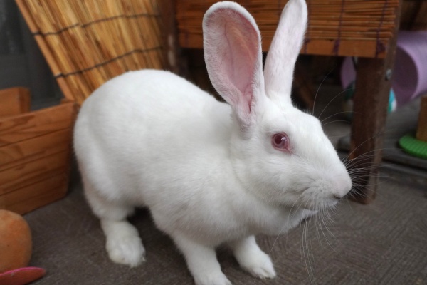 うさぎ様♡専用 ホワイトタイガーとブラックタイガー ぷちマスコット（てんしなうさぎ