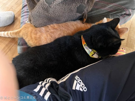 猫暖房