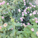 open_heart_shinkoのblog
