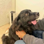 バーニーズのジョンとわんこの里親探し