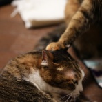 ねことアパートと1人暮らし～とらやんとおらと～