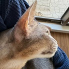 甘甘ボーイの抱っこで、家事が進まない