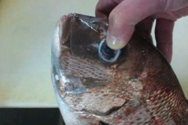 簡単 魚の美味しいさばき方 タイ