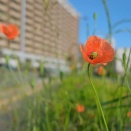 散歩写真　5月の花
