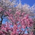 長野で4月の桜を見る