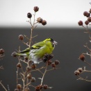 マヒワの翼の黄色の帯の長さが雌のつがい相手を選ぶ物差し