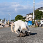 猫写真家・沖 昌之のブログ　野良ねこちゃんねる。　