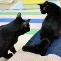 Megさんのお当番日記『堪忍袋の緒が切れる』。