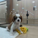 新しい仔犬のご紹介🐶