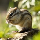 久しぶりにリスを見た！