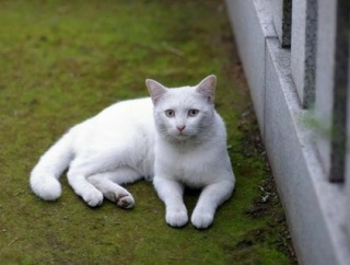 【画像】柴咲コウさんの愛猫のえる、15歳を前にして天国へ…生前気にかけてくれたファンへ感謝のメッセージ