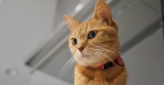 見下ろしていた猫