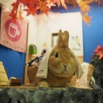 うさぎのWONDERLANDグルーミングフォト