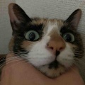ドアップでナデナデ