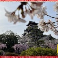 京都伏見城の桜満開前のお花見(3)／花前カレン