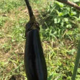 『日曜日ボードゲーム会やります!』の画像