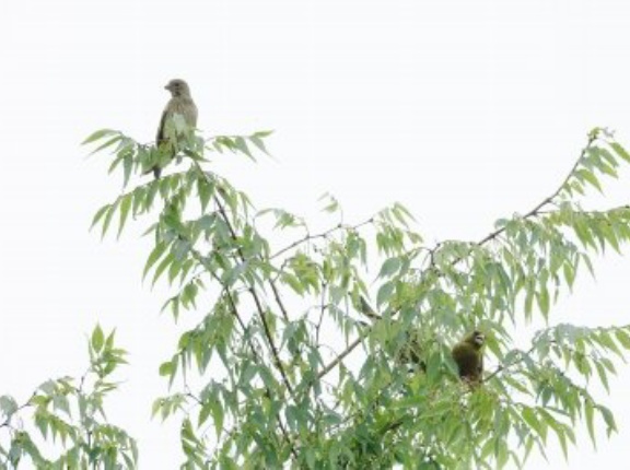 2026年7月12日の野鳥公園