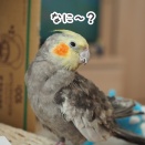 ご機嫌なニュー