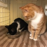 『【猫】トラくん & キリちゃん 家族が決まりました』の画像