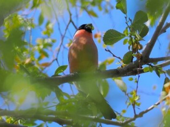 2025年11月24日の野鳥公園