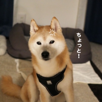 親心のホットマット…