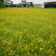 花散歩