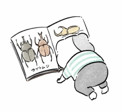 カブトムシ