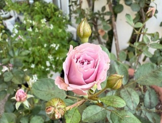 ＊秋バラ長雨のダメージから立ち直る