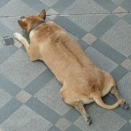 南方浪人　タイ生存記　2