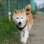 湘南凸凹柴WAN日記