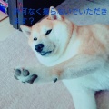 ぽちゃ柴犬ヘロご紹介