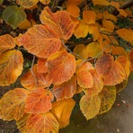 「藍川京」の部屋