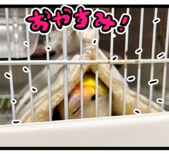 ぽぴ忙しいにつき、本日お休み