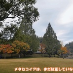 ラッキーの日記と、パパのカメブラ散歩