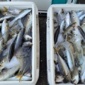 今週のお魚