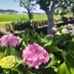 河童のゆらり